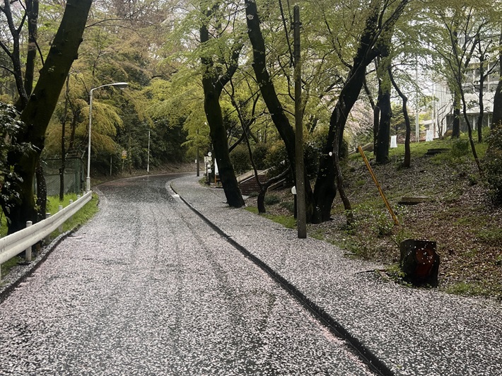 日本女子大学附属中学校