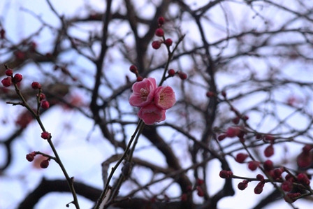 八雲学園中学校
