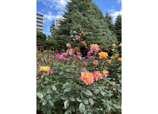 瀧野川女子学園中学校