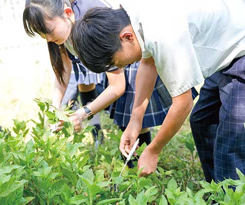 武蔵野大学中学校